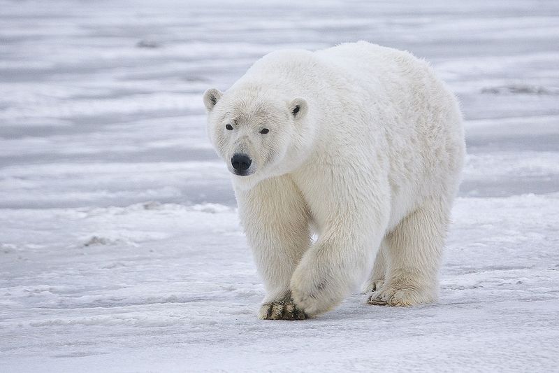 Alan Wilson. Polar Bear. https://commons.wikimedia.org/wiki/File:Polar_Bear_-_Alaska.jpg